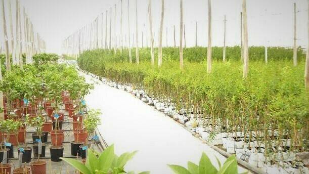 Caliplant 1|Caliplant 1|Caliplant 2|Caliplant 3|Caliplant 4|Caliplant 3|Caliplant 7|Caliplant-336-x-280 (1)